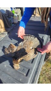 Ruffed Grouse