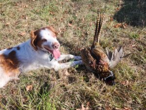 Ring-necked Pheasant