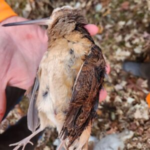 American Woodcock